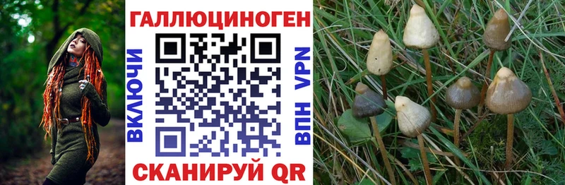 мега tor  Мирный  Псилоцибиновые грибы Psilocybe 